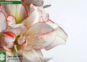 hippeastrum Striped Amadeus (2)